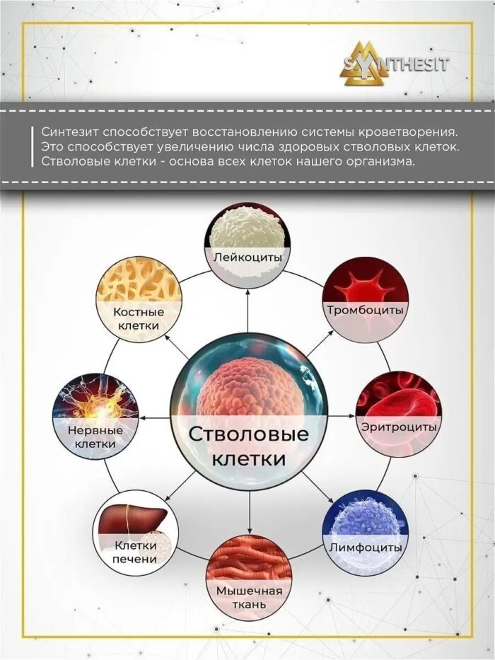 Восстановление системы кроветворения